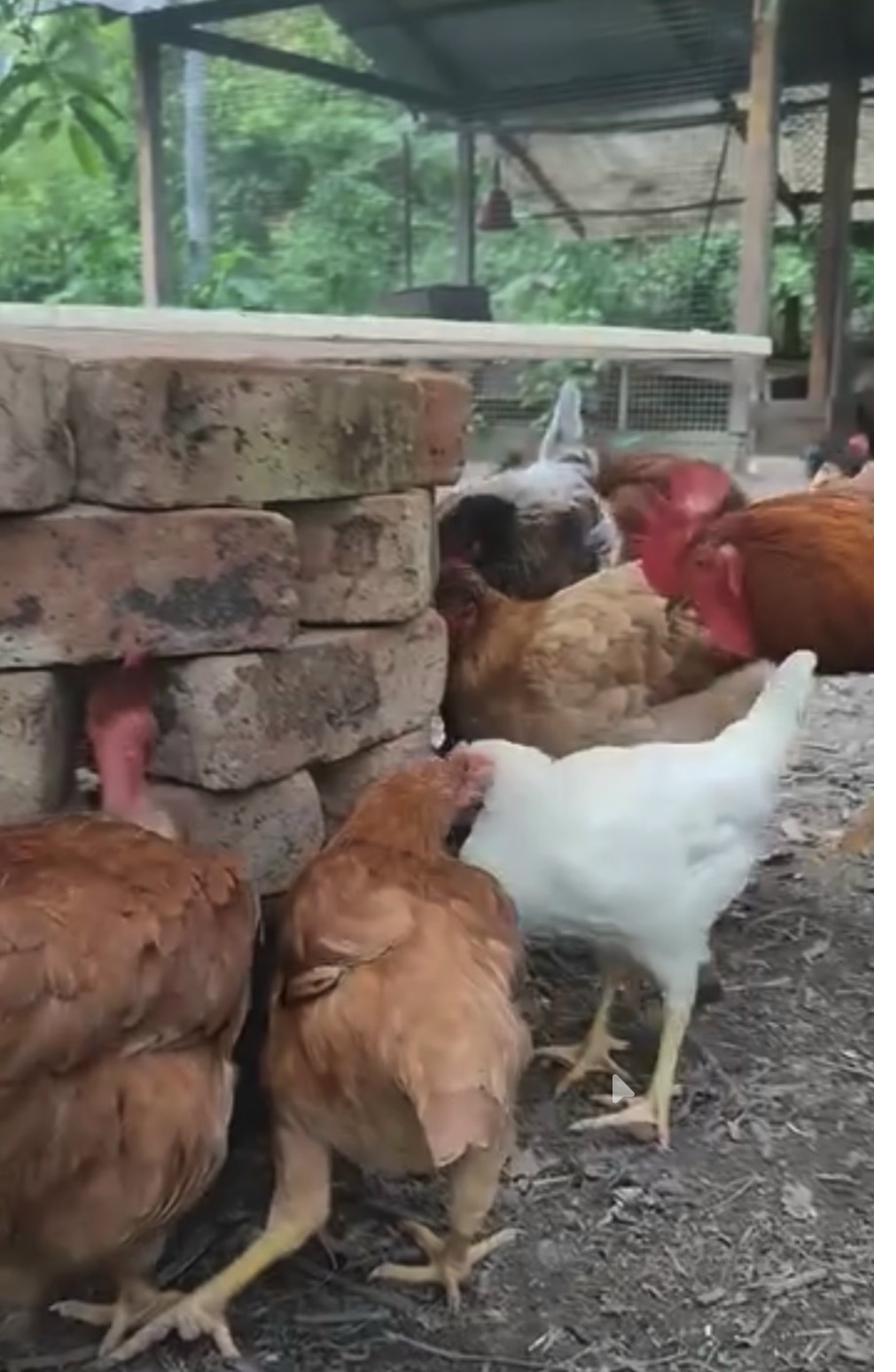 Chickens at the BioHive